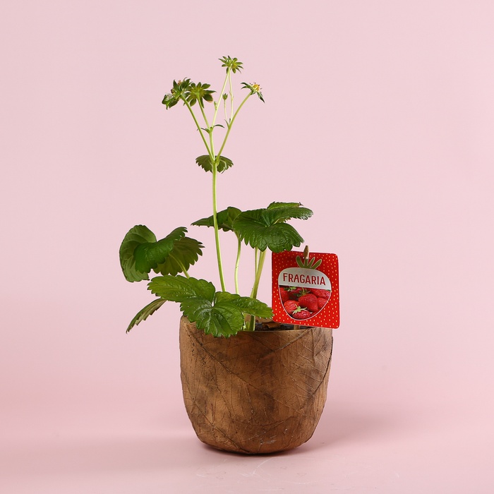 Клубника «Fragaria Beltran» в горшке