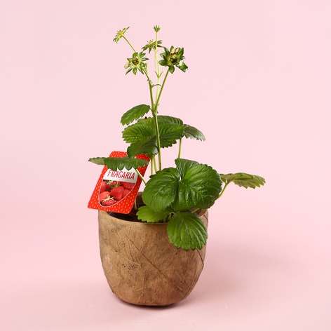 Клубника «Fragaria Beltran» в горшке