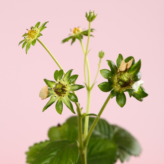 Клубника «Fragaria Beltran» в горшке