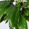 Фикус Cyathistipula в горшке