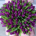 Букет 101 фиолетовый тюльпан