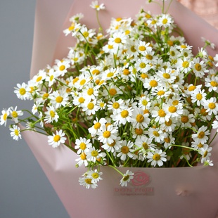 Букет з 11 гілочок ромашки