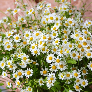 Букет з 25 гілочок ромашки