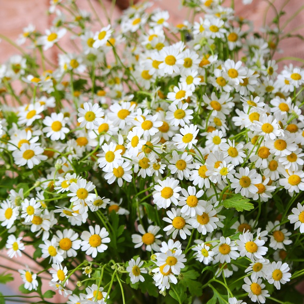 Букет з 25 гілочок ромашки