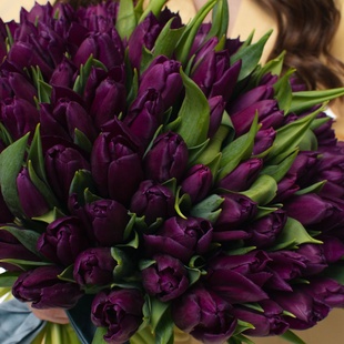 Букет 101 фіолетовий тюльпан
