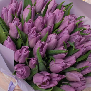 Букеты сиреневых тюльпанов "Две истории"