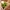 Букет 7 хризантем Анастасия с пальмой