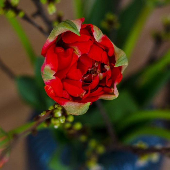 Цветы в вазе "Цветущий французский тюльпан"