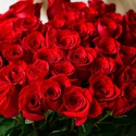 51 красная роза Фридом