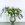 Квіти у вазі "31 тюльпан з евкаліптом"
