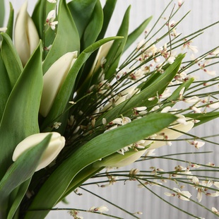 Букет 21 білий тюльпан