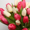Букет 51 яркий тюльпан