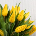 Букет 51 желтый тюльпан