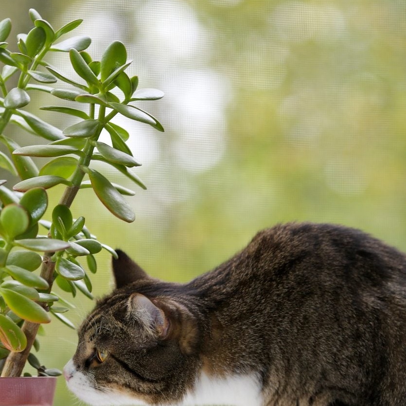 Як захистити кімнатні рослини від котів та собак