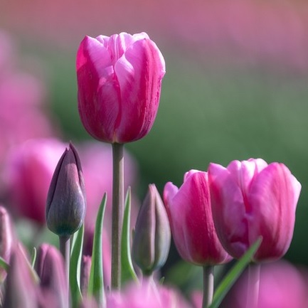 Чому на 8 березня дарують тюльпани?